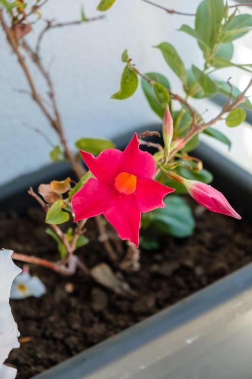Apartament Guestready - A Sunny Delight In Funchal Zewnętrze zdjęcie